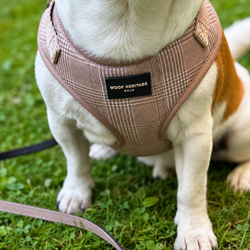 Bundle – Glen Check Sand | Hundesele + Bånd