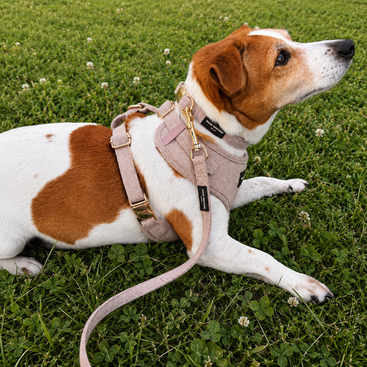 Bundle – Twill Sand | Hundesele + Bånd