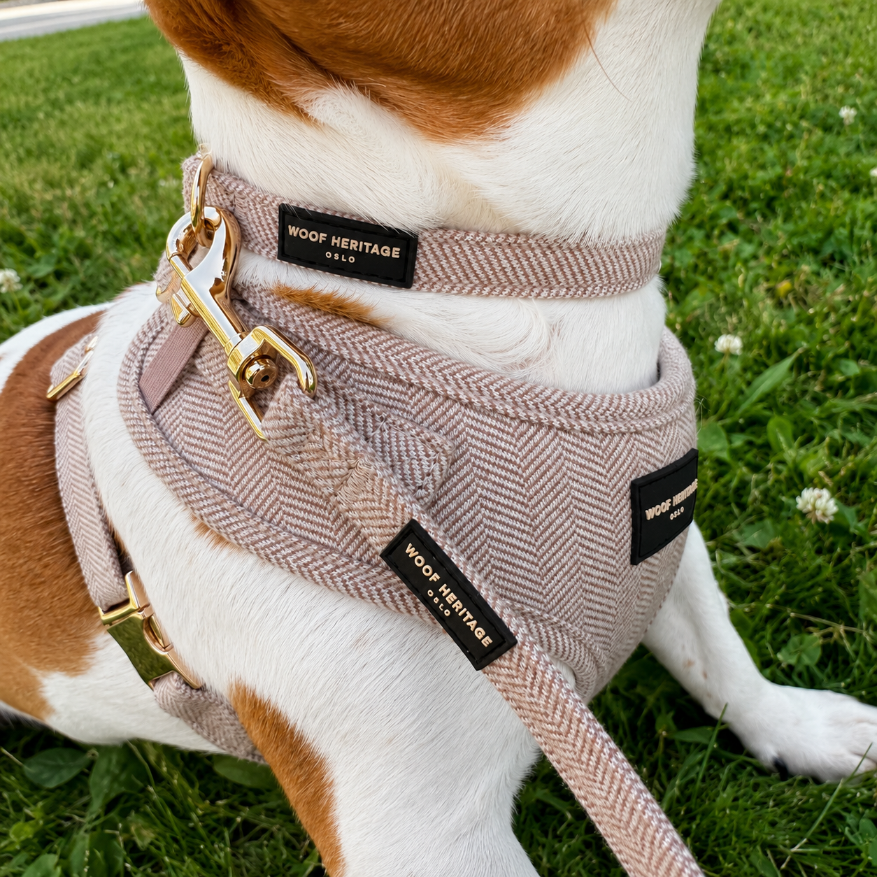 Bundle – Twill Sand | Hundesele + Bånd