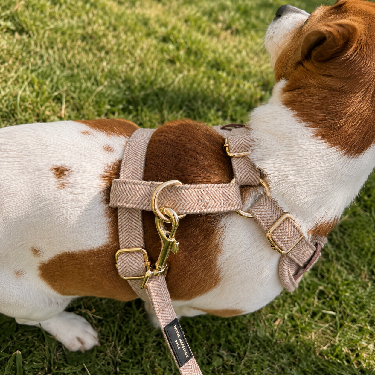 Bundle – Twill Sand | Hundesele + Bånd