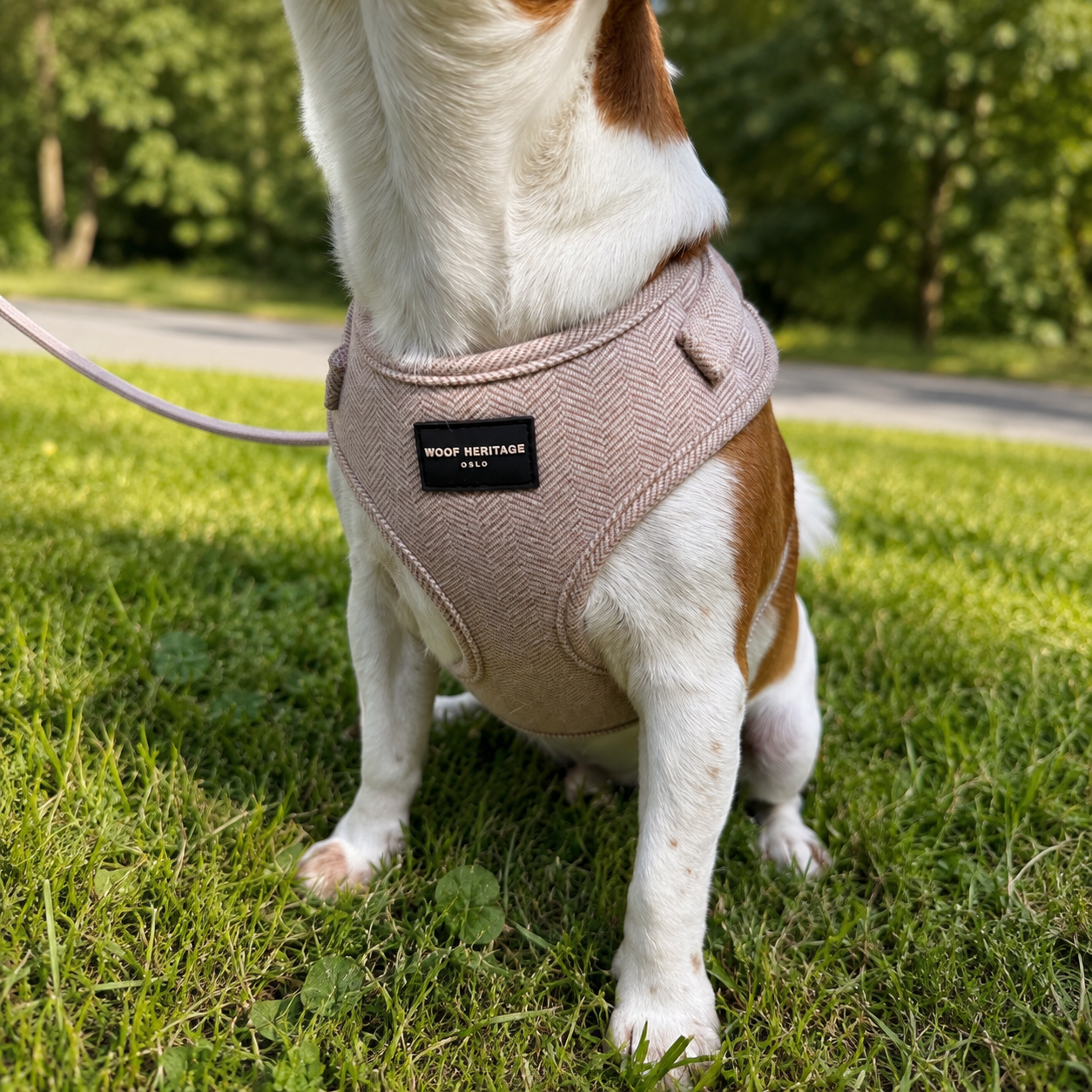 Bundle – Twill Sand | Hundesele + Bånd